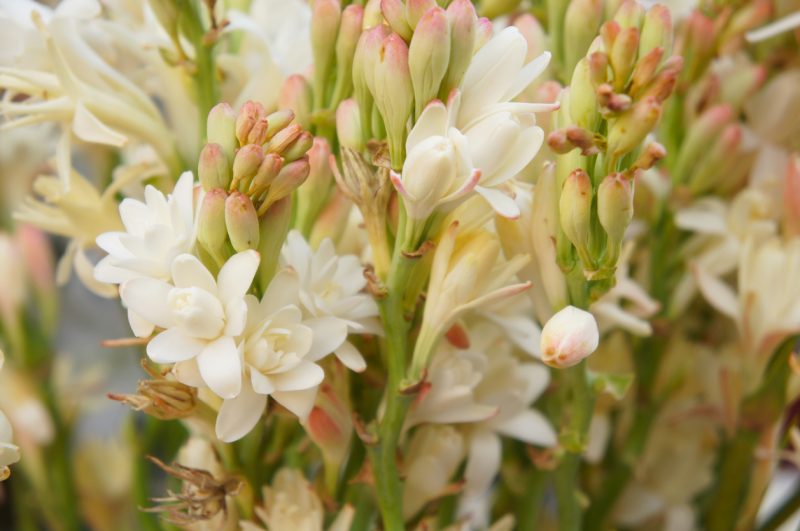 tuberose dan jasmine