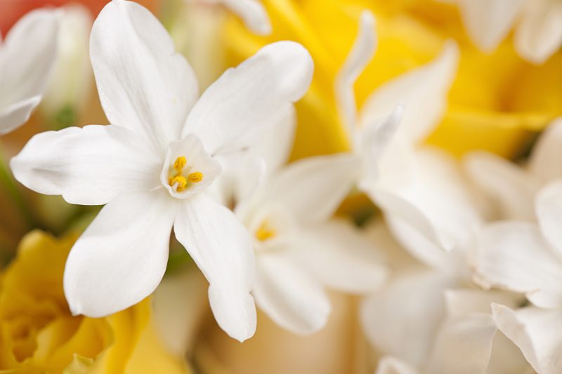 tuberose dan jasmine