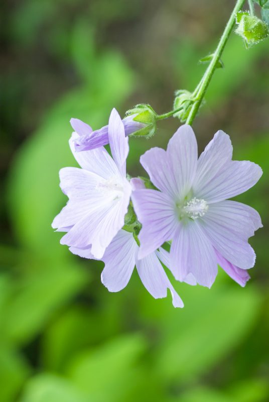 musk mallow flower