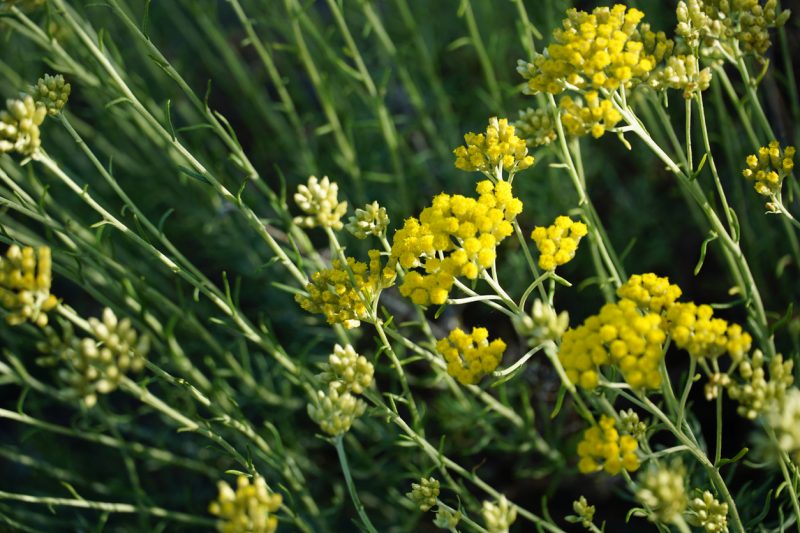 immortelle flower untuk tanda penuaan