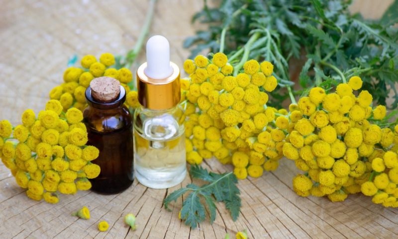 immortelle flower untuk tanda penuaan