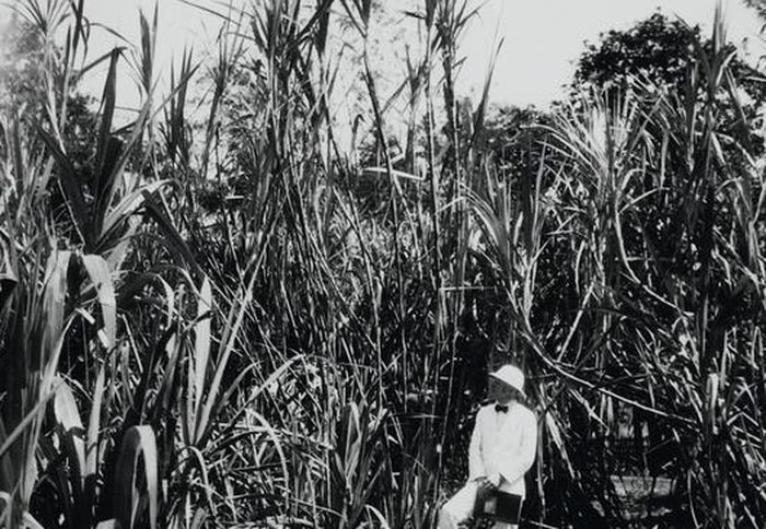 tebu untuk kesehatan kulit