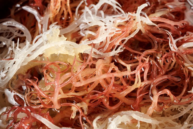 manfaat sea moss